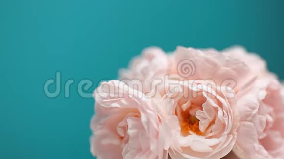 盛开的粉红色牡丹花束的时间开放的花背视频的预览图