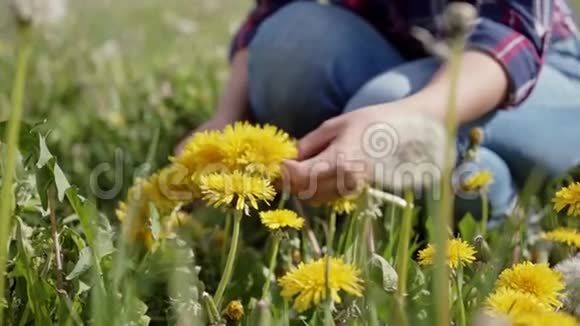 蒲公英花圈的编织过程女人的手用新鲜的野花做一个黄色的花环关门视频的预览图