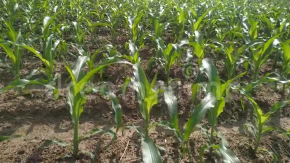 玉米地玉米农场稳定绿草农业美国自然视频美国运动玉米农场绿色视频的预览图