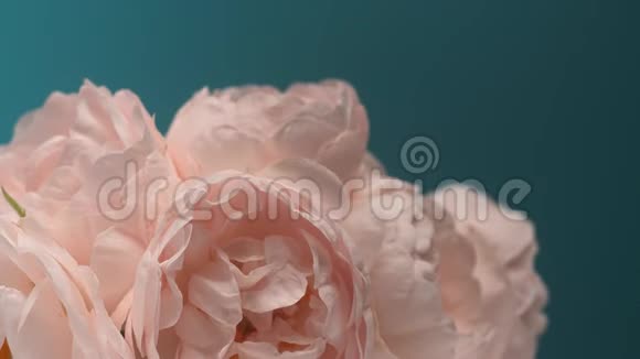 盛开的粉红色牡丹花束的时间开放的花背视频的预览图