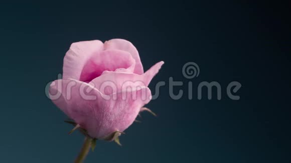 盛开的粉红玫瑰户外活动时间开花回落片视频的预览图