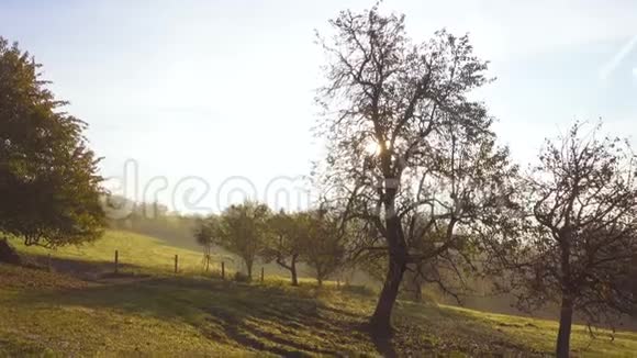 晨雾山的轮廓与绿色的草坪和树视频的预览图
