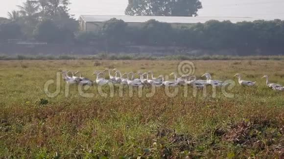 黎明时分许多白鹅在乡间的草地上行走视频的预览图