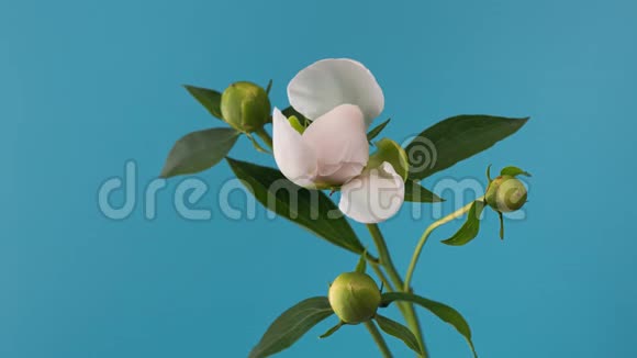 户外盛开的白牡丹鲜花开放背景视频的预览图