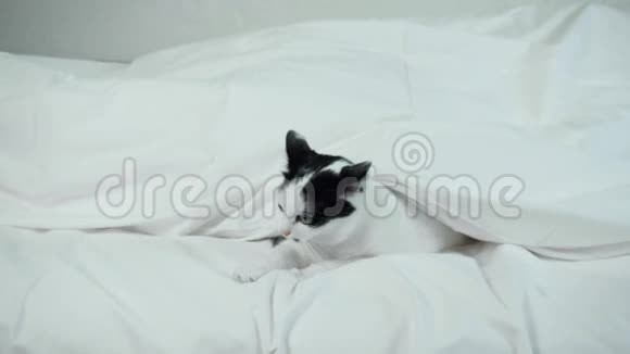 顽皮的猫从毯子下面爬出来开始和主人玩耍家养黑白宠物有趣的视频的预览图