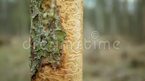 树皮甲虫害虫Ips类型图云杉和韧皮树的汁液被欧洲云杉侵染和攻击使它们成为视频的预览图