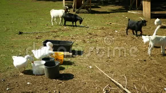 家养山羊的非洲侏儒养殖生物有机生态农场山羊被用来放牧鹅视频的预览图