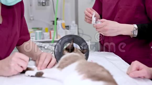 兽医团队准备动物手术猫用麻醉呼吸回路设置视频的预览图