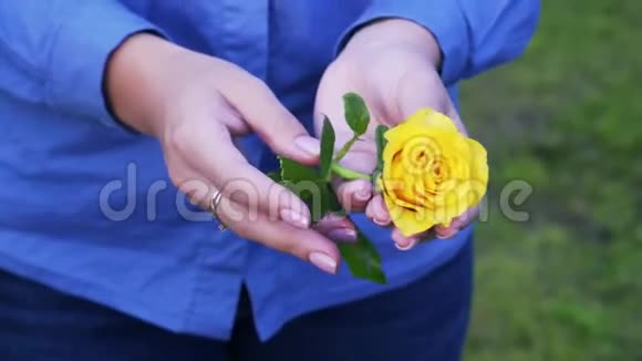 美丽的黄色玫瑰在女性手中视频的预览图