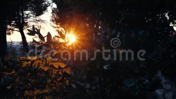大自然阳光明媚的背景树枝后面有闪亮的太阳带有太阳光和太阳光的有机背景视频的预览图
