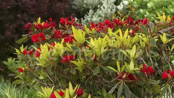 红野花丛视频的预览图