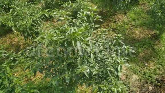 红铃椒生长在花园里成熟的和未成熟的胡椒在花园的灌木上生长家庭胡椒花园红辣椒视频的预览图