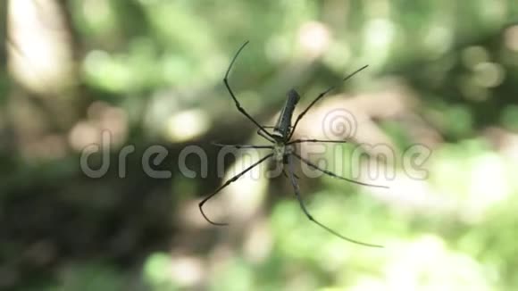 棕榈林中的蜘蛛视频的预览图