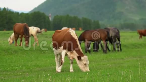 在巴伐利亚阿尔卑斯山的一片绿色茂盛的草地上放牧的牛德国视频的预览图