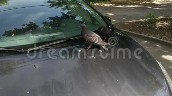 鸽子停在汽车引擎盖上视频的预览图