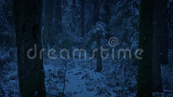 在夜间穿过白雪森林视频的预览图