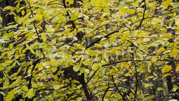 黄色的叶子在雨中视频的预览图