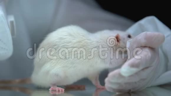 老鼠嗅探员手戴防护手套兽医检查动物视频的预览图
