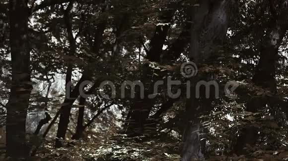 在褪色的森林背景下穿防护服的科学家环境污染视频的预览图