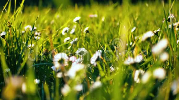 侧观洋甘菊的花朵特写柔和的焦点在风中摇曳春天绿野中盛开的雏菊视频的预览图