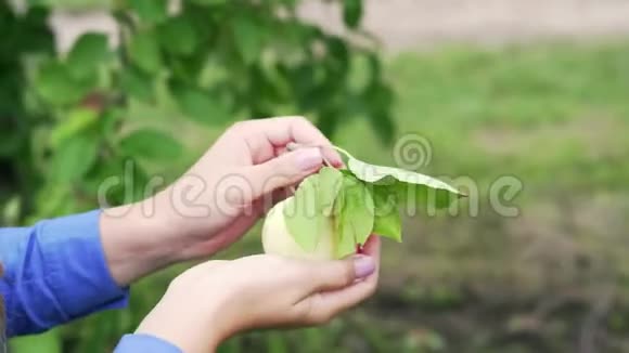 成熟多汁的苹果手里拿着绿叶视频的预览图