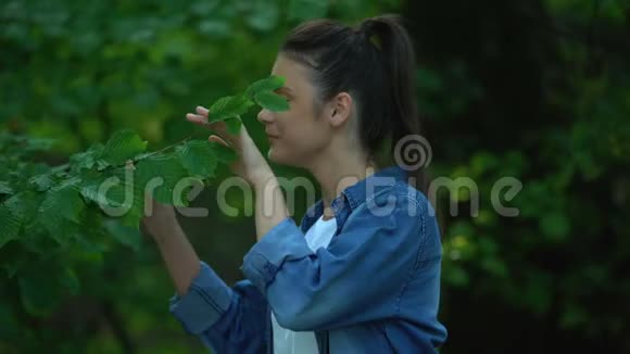 幸福的女人用手抚摸树叶呵护大自然视频的预览图