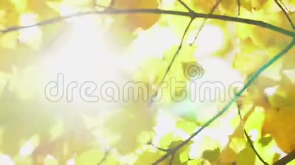 太阳的光线穿过树木的绿叶活的纹理与绿叶和破碎视频的预览图