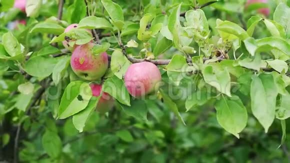 雌性的手从花园的树枝上摘下一个红苹果视频的预览图