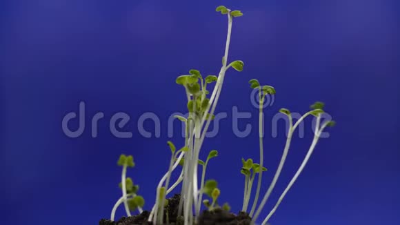 在温室农业中生长的植物垂死的植物萌发新生的小植物极端视频的预览图