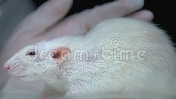 坐在实验室桌上的老鼠做实验的科学家皮肤科视频的预览图