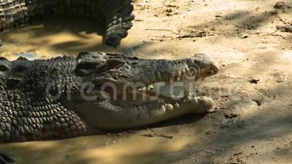 海滩上的咸水鳄鱼视频的预览图