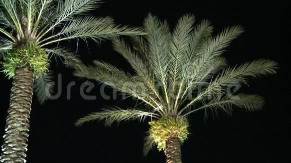 棕榈树夜离开了视频的预览图