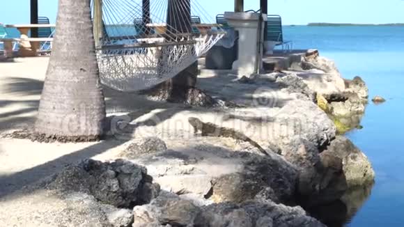 绿鬣蜥在靠近水的岩石上日光浴视频的预览图