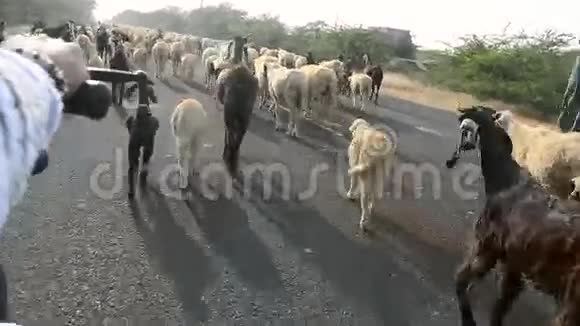 在路上行走的羊群视频的预览图
