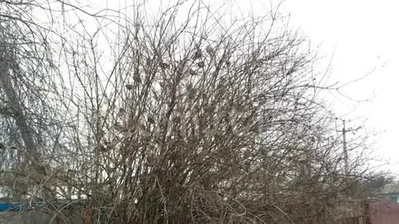 许多雀鸟坐在公园或乡村的树上飞翔视频的预览图