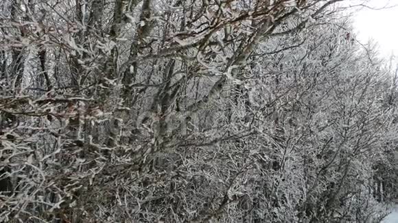 冬天的风景冬季背景视频的预览图