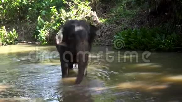 年轻活泼的印度大象在河里洗澡视频的预览图