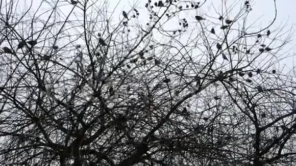 许多雀鸟坐在公园或乡村的树上飞翔剪影中期计划视频的预览图