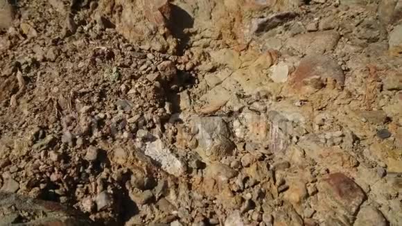 棕色螳螂行走在棕色土壤上的特写镜头视频的预览图