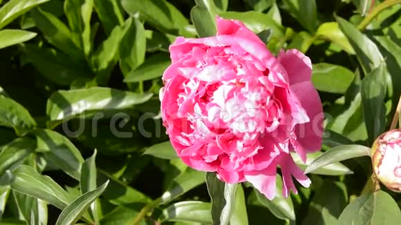 盛开的牡丹花丛开着粉红色的花阳光明媚中午在一个夏天的花园里花儿随风摆动视频的预览图