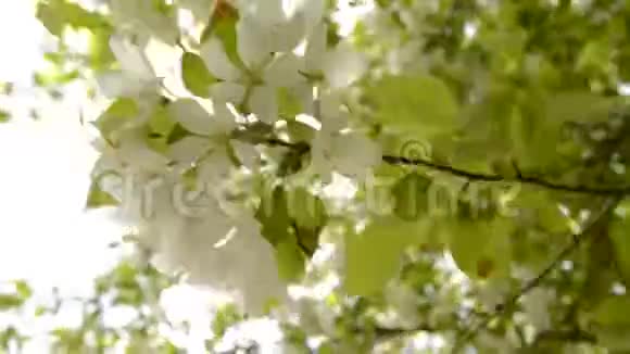 美丽的苹果枝在春天的花园里盛开美丽的白花绽放着阳光透过树叶照进来视频的预览图