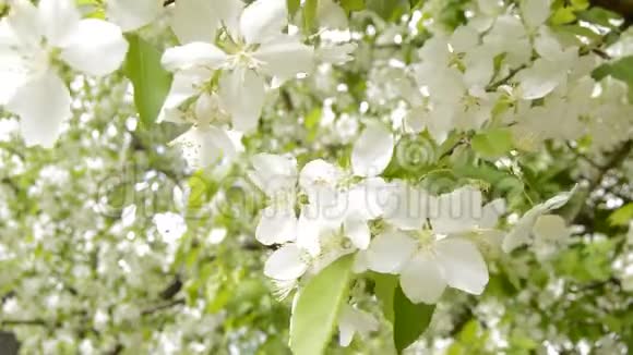 美丽的苹果枝在春天的花园里盛开美丽的白花绽放着阳光透过树叶照进来视频的预览图
