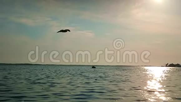 海鸥在天空中向太阳飞去超慢动作视频的预览图