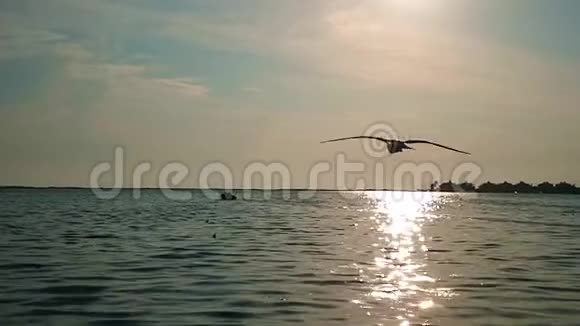 日落时海鸥在海面上缓慢飞行视频的预览图