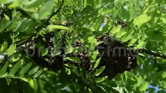 在一棵蝗虫树的枝上形成一个新的蜂群家族蜜蜂蜂群视频的预览图