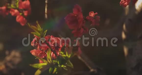 梦幻般的红樱桃花春日中景视频的预览图