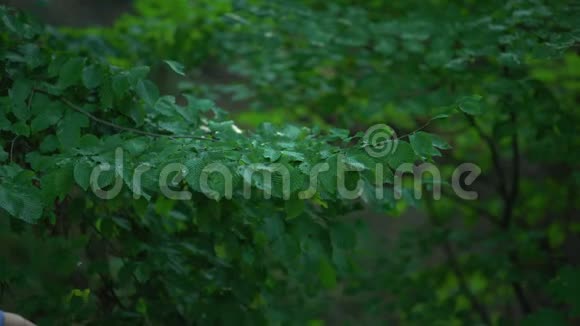 年轻女子嗅着树叶在绿色森林里走来走去大自然视频的预览图