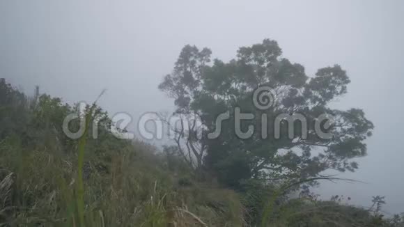 在大风天气下白雾中山坡上孤树的自然景观视频的预览图