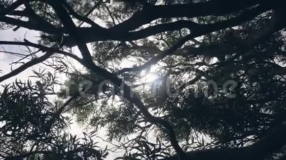 树枝在阳光下的剪影视频的预览图