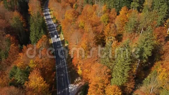 秋天的空路绿橙红四色鲜艳的树木视频的预览图